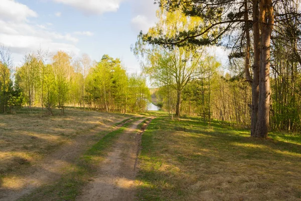 Güneşli bir günde Bahar ormanında bir yol