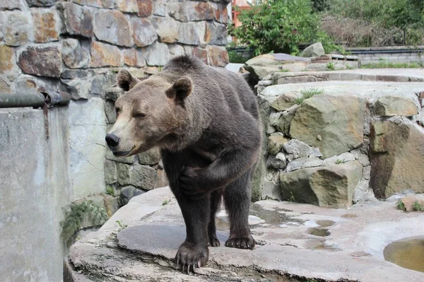 Величезний Коричневий Ведмідь Повному Зростанні — стокове фото