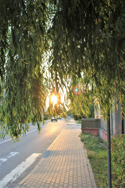 Вид Улицу Через Ветви Ивы — стоковое фото