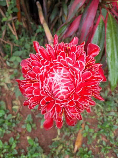 Flor em Cubano chuva forrest — Fotografia de Stock