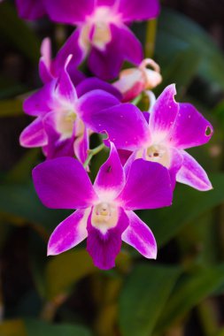 Mor orkideler