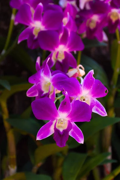 Fialové orchideje — Stock fotografie