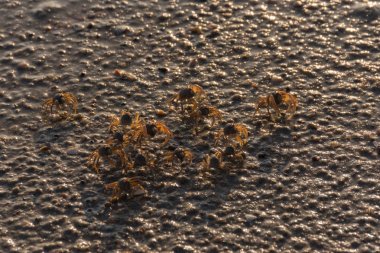 Birçok küçük bir kumsalda yengeçleri.