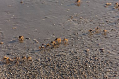 Birçok küçük bir kumsalda yengeçleri.