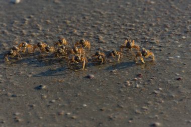 Birçok küçük bir kumsalda yengeçleri.