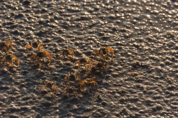 Banyak Kepiting Kecil Berada Pantai — Stok Foto