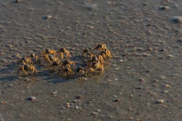 Muitos Pequenos Caranguejos Estão Uma Praia — Fotografia de Stock