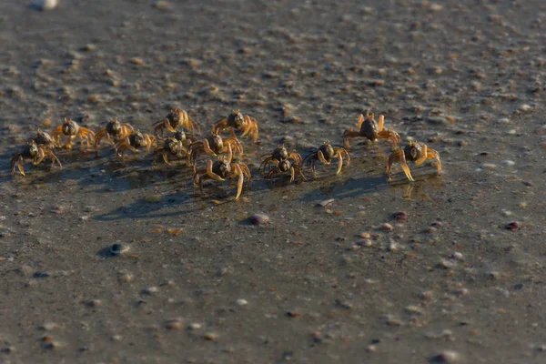 Muchos Cangrejos Pequeños Están Una Playa — Foto de Stock