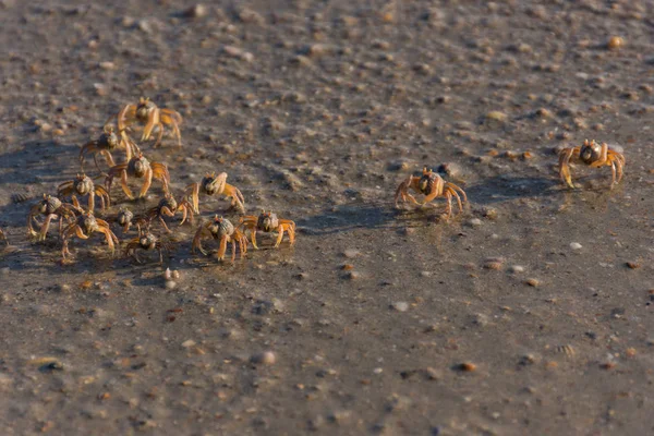 Muchos Cangrejos Pequeños Están Una Playa — Foto de Stock