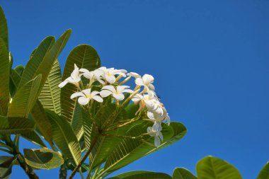 Plumeria çiçekleri ve yaprakları mavi gökyüzü arka planında.