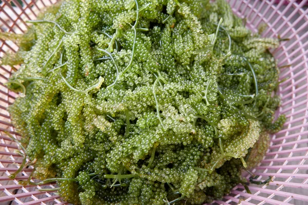 緑のキャビア 海藻の一種は 食品のために栽培されています — ストック写真