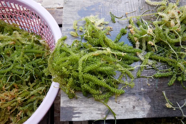 Yeşil Havyar Bir Tür Deniz Yosunu Yemek Için Yetiştirilir — Stok fotoğraf