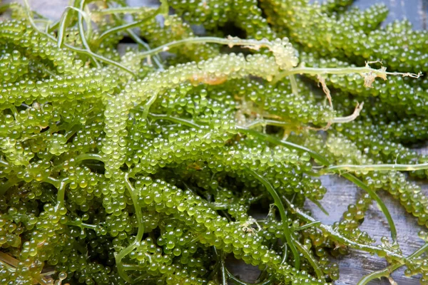 緑のキャビア 海藻の一種は 食品のために栽培されています — ストック写真