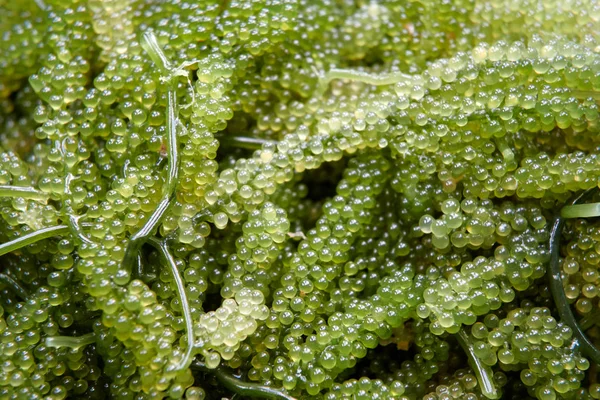 Yeşil Havyar Bir Tür Deniz Yosunu Yemek Için Yetiştirilir — Stok fotoğraf