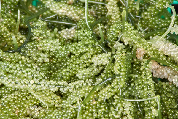 Πράσινο Χαβιάρι Ένα Είδος Φυκιών Καλλιεργείται Για Τροφή — Φωτογραφία Αρχείου