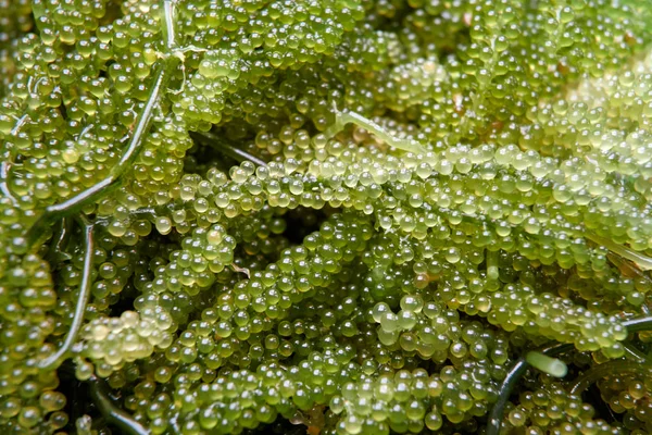 Groene Kaviaar Een Soort Zeewier Wordt Gekweekt Voor Voedsel — Stockfoto