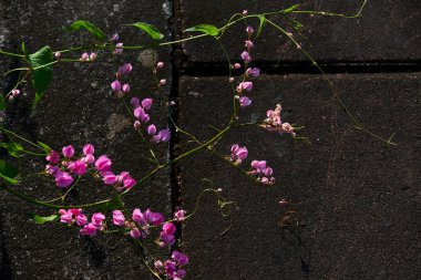 Yeşil yapraklı Coral Vine 'ın pembe çiçekleri.