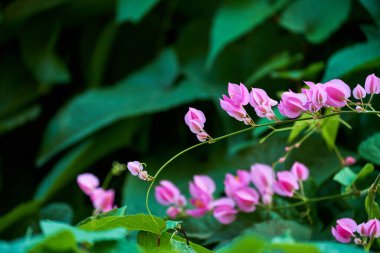 Yeşil yapraklı Coral Vine 'ın pembe çiçekleri.