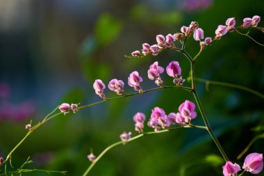 Yeşil yapraklı Coral Vine 'ın pembe çiçekleri.