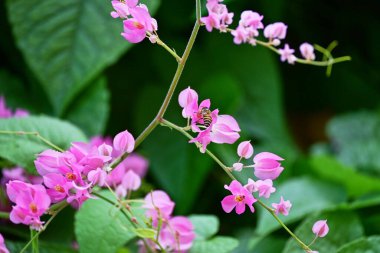 Yeşil yapraklı Coral Vine 'ın pembe çiçekleri.