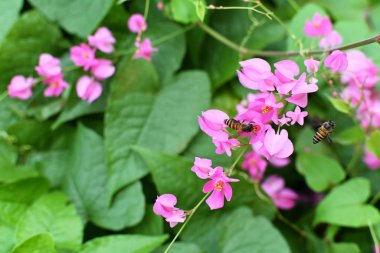 Yeşil yapraklı Coral Vine 'ın pembe çiçekleri.