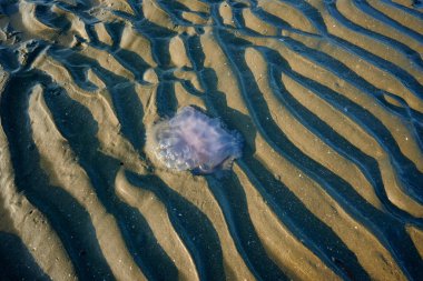 a jelly fish on a beach during low tide.