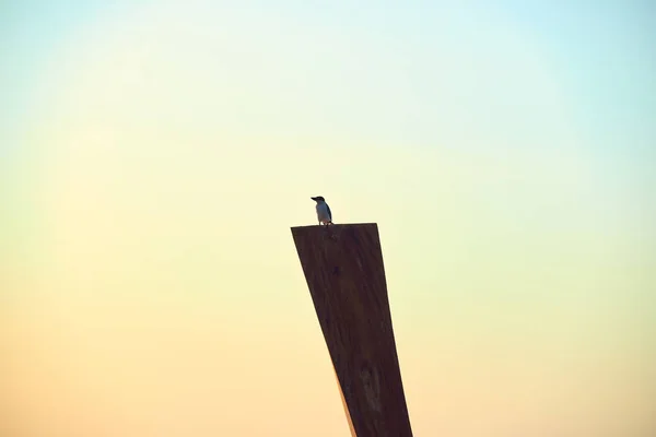 Een Vogel Buis Tijdens Schemering — Stockfoto