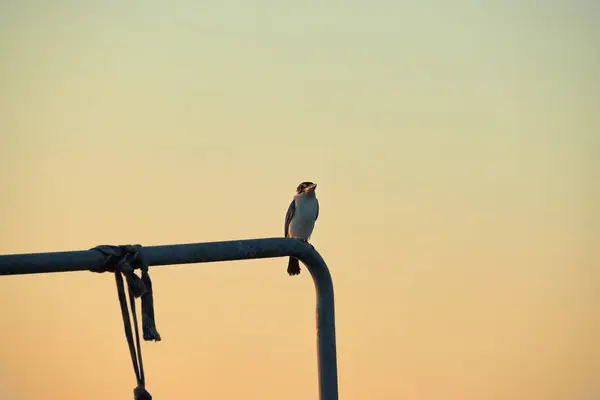 Pájaro Tubo Durante Crepúsculo Cielo —  Fotos de Stock