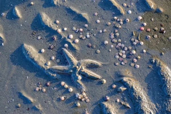 Estrella Mar Viva Conchas Una Playa Durante Marea Baja — Foto de Stock