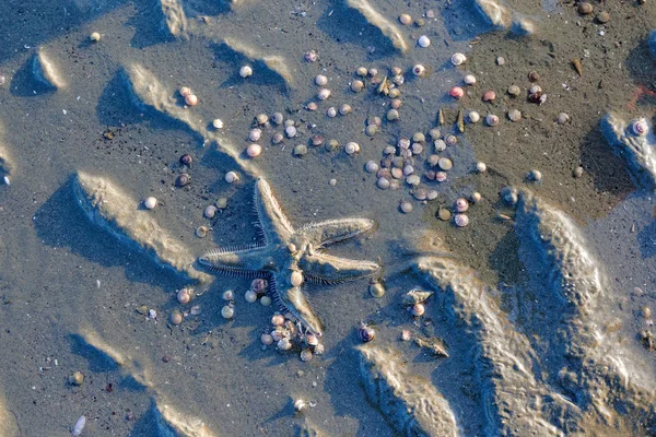 Estrella Mar Viva Conchas Una Playa Durante Marea Baja — Foto de Stock