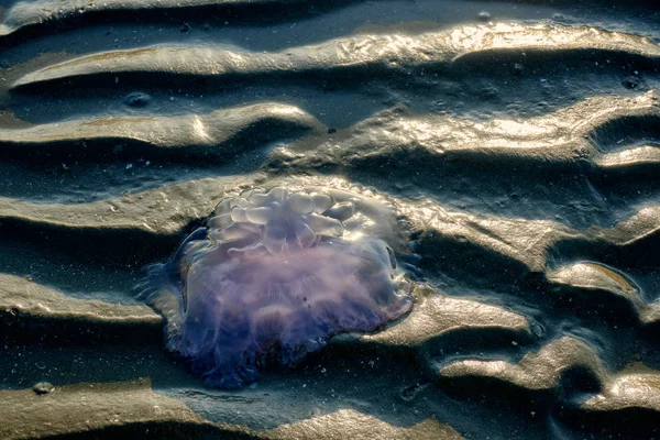 Pez Gelatina Una Playa Durante Marea Baja — Foto de Stock