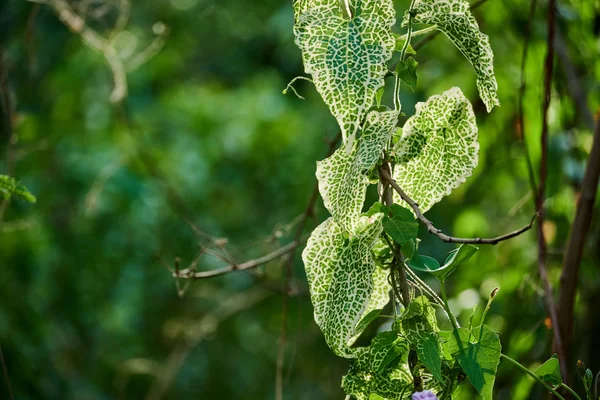 green heart-shaped leaves of a kind of vine.