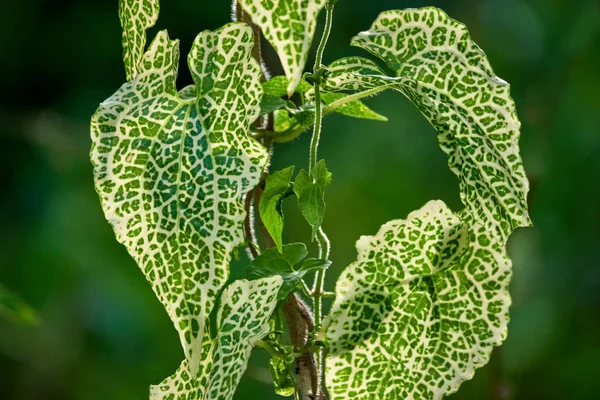 Groene Hartvormige Bladeren Van Een Soort Wijnstok — Stockfoto