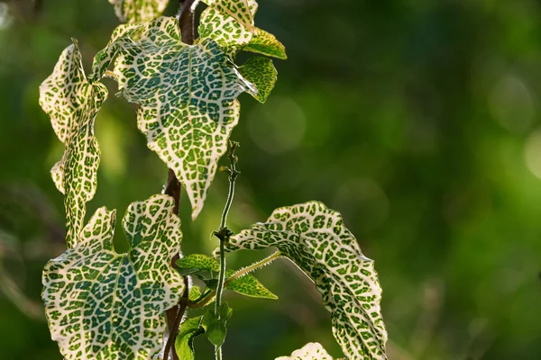 green heart-shaped leaves of a kind of vine.