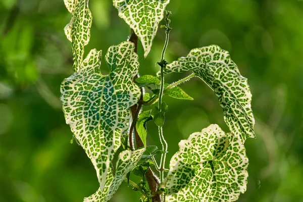 green heart-shaped leaves of a kind of vine.