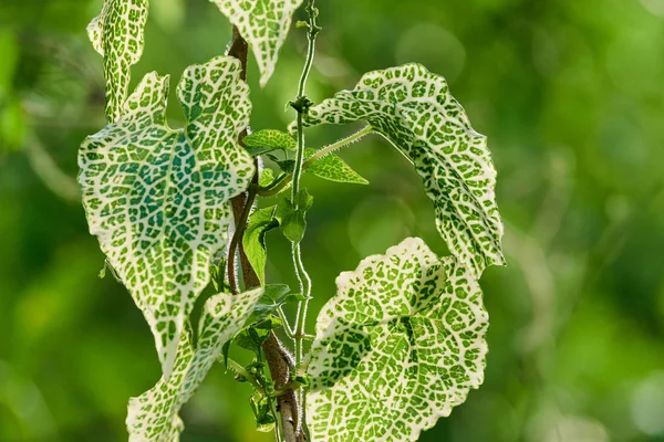 green heart-shaped leaves of a kind of vine.