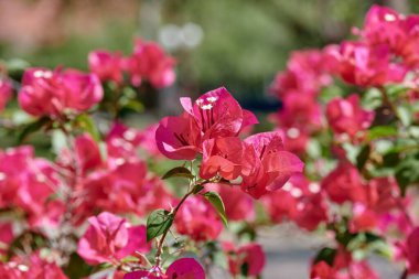 Bougainvillea 'nın kırmızı çiçekleri.