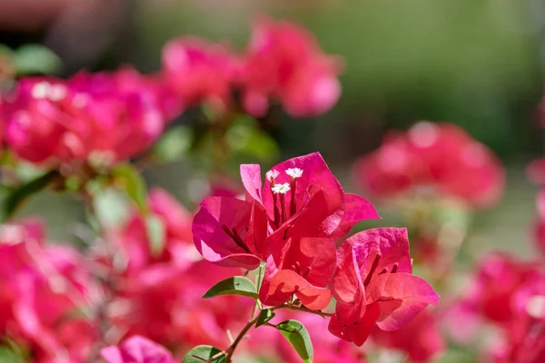 Flor Flores Rojas Bougainvillea — Foto de Stock