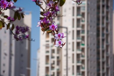Arazi. Yeni binanın arka planında çiçekler.