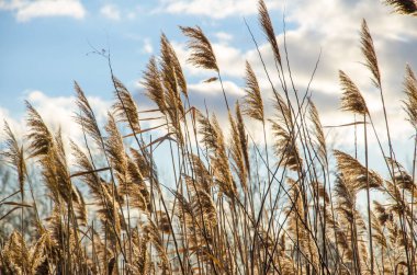 Rüzgarda esen kuru otlar, rüzgarda sallanan kırmızı kamış mavi bulutlu arka plan, kamış tarlası. Bulrush arka planı gökyüzü. Sazlıkların dokusu..