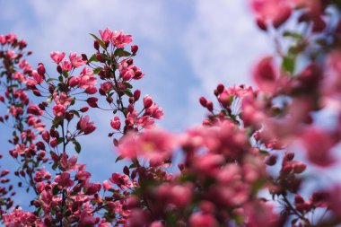 Pembe kiraz ağacı baharda gökyüzünde çiçek açar.