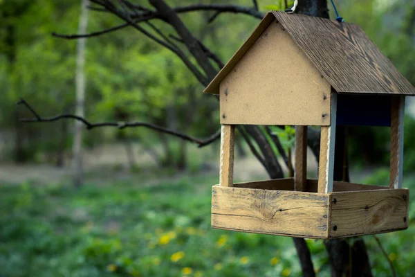 Casa Pássaros Floresta — Fotografia de Stock