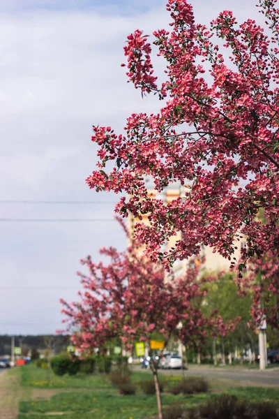 Pink Cherry Tree Blossom Spring Sky Background — Stock Photo, Image