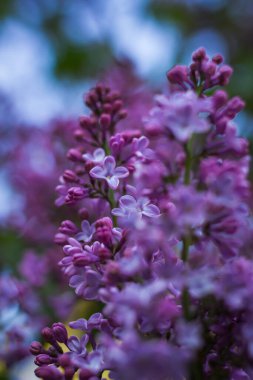 Nisan 'da bahçede leylak çiçekleri