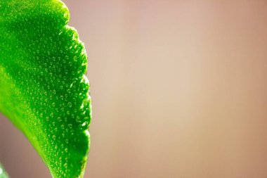 Damlalar. Yeşil yaprak ve su damlaları
