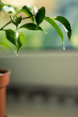 beyaz arkaplanda yeşil yapraklar