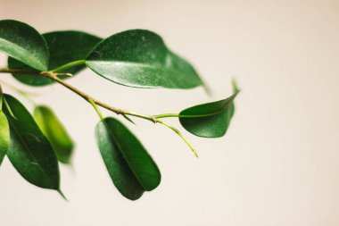 beyaz arkaplanda yeşil yapraklar