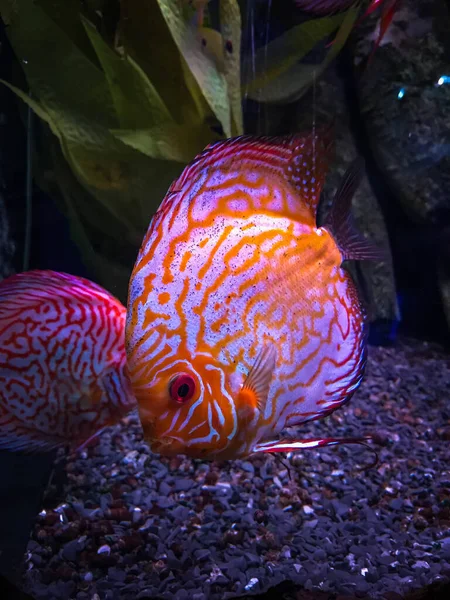 Peixe Tropical Vermelho Aquário — Fotografia de Stock