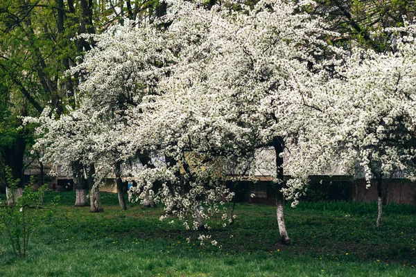 Cerejeira Florescente Jardim Primavera Grama Verde Jardim Primavera — Fotografia de Stock