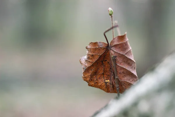 Brown leaf on the branch of tree in spring forest. Background with brown leaf. Spring in the forest